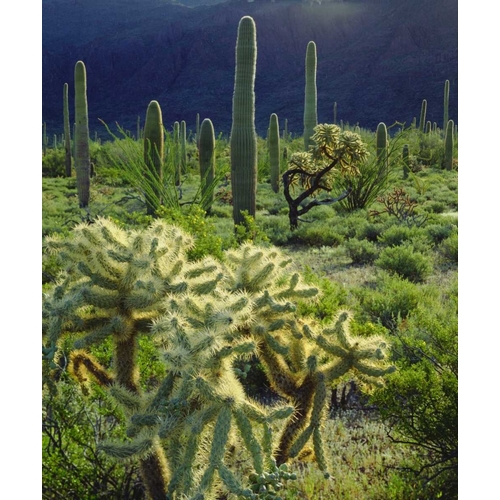Arizona, Organ Pipe Cactus NM desert in spring